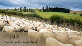  Presentation with world tourism - Beautiful slide set featuring herd-of-sheeps-crosses backdrop and a coral colored foreground