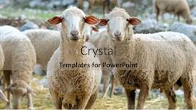  Presentation with grazing - Presentation design consisting of herd-of-sheeps-grazing background and a coral colored foreground