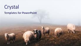  Presentation with biking in mountains - Amazing presentation theme having herd of sheeps in foggy backdrop and a sky blue colored foreground