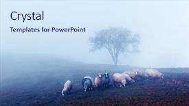  Presentation with foggy - Colorful presentation theme enhanced with herd of sheeps in foggy backdrop and a sky blue colored foreground