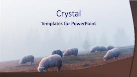  Presentation with foggy - Presentation theme featuring herd of sheeps in foggy background and a sky blue colored foreground