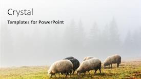  Presentation with foggy forest - Amazing PPT theme having herd-of-sheeps-in-foggy backdrop and a white colored foreground