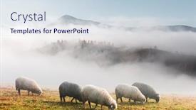 Presentation with foggy - Beautiful presentation theme featuring herd-of-sheeps-in-foggy backdrop and a sky blue colored foreground
