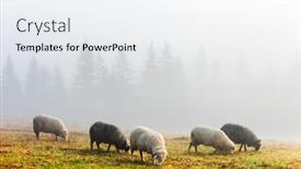  Presentation with foggy forest - Colorful theme enhanced with herd-of-sheeps-in-foggy backdrop and a sky blue colored foreground
