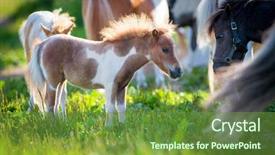  Presentation with pasture - Slide set having vertical farm - herd of small cute horses background and a tawny brown colored foreground