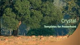  Presentation with national security in india - Presentation theme having herd-of-spotted-deer background and a  colored foreground