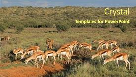  Presentation with south africa - Slides with herd-of-springbok-antelopes-antidorcas background and a tawny brown colored foreground