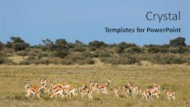  Presentation with africa - Presentation theme enhanced with herd-of-springbok-antelopes-antidorcas background and a light blue colored foreground