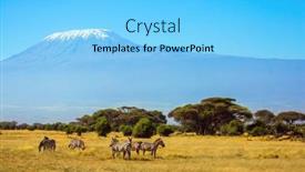  Presentation with savannah - PPT theme with herd-of-striped-zebras-graze background and a light blue colored foreground