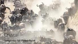  Presentation with migration - Colorful slide set enhanced with herd-of-white-bearded-wildebeest backdrop and a light gray colored foreground
