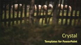  Presentation with sheep - PPT layouts having herd-of-white-sheep-grazes background and a wine colored foreground