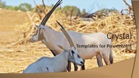 Presentation with white - Slide deck enhanced with herd-of-white-wild-goats background and a coral colored foreground
