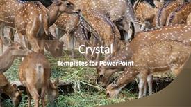  Presentation with whitetail deer - Slide deck consisting of herd of whitetail deer eating background and a coral colored foreground