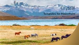  Presentation with wild horses - Presentation theme consisting of herd-of-wild-horses-graze background and a light blue colored foreground