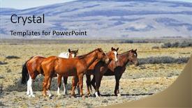  Presentation with summer - Amazing slide deck having herd of wild mustangs patagonian backdrop and a light blue colored foreground