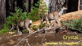  Presentation with family tree - Presentation design featuring herd-of-young-deer-sequoia background and a tawny brown colored foreground
