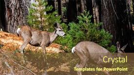  Presentation with family tree - Audience pleasing PPT theme consisting of herd-of-young-deer-sequoia backdrop and a tawny brown colored foreground