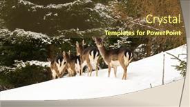  Presentation with forest winter - PPT theme consisting of young doe female deer background and a tawny brown colored foreground