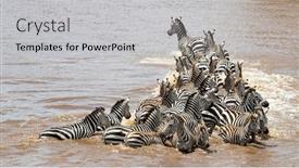  Presentation with migration - Audience pleasing presentation design consisting of herd-of-zebra-cross backdrop and a light gray colored foreground