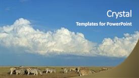  Presentation with grazing - Beautiful presentation theme featuring herd of zebra grazing on the vast grassland plains of the etosha national park namibia backdrop and a teal colored foreground
