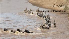  Presentation with great migration - Slide set having herd-of-zebras-join background and a coral colored foreground
