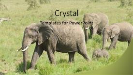  Presentation with african elephant loxodonta africana - Cool new theme with herd scientific name loxodonta africana backdrop and a mint green colored foreground