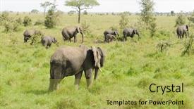 Presentation with elephant - Audience pleasing PPT theme consisting of herd scientific name loxodonta africana backdrop and a yellow colored foreground