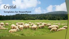  Presentation with beautiful green - PPT theme consisting of herd sheep on a beautiful background and a light blue colored foreground