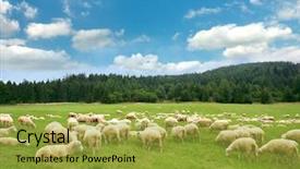  Presentation with sheep - Slide deck enhanced with herd sheep background and a gold colored foreground