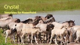  Presentation with wild horses - Presentation design having herd wild polish horses with young foals near the drinking water background and a tawny brown colored foreground