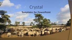  Presentation with sheep - Cool new presentation design with herd-with-many-sheep backdrop and a light blue colored foreground