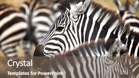  Presentation with animal behavior - Cool new slide deck with herding behavior - closeup of a herd backdrop and a tawny brown colored foreground