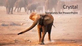  Presentation with behavior - Audience pleasing slides consisting of herding behavior - elephant mock charging with herd backdrop and a coral colored foreground