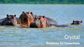  Presentation with family africa - Audience pleasing theme consisting of herding behavior - family of hippos on lake backdrop and a  colored foreground