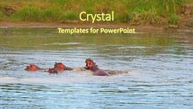  Presentation with family africa - Beautiful presentation theme featuring herding behavior - family of hippos backdrop and a tawny brown colored foreground