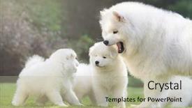  Presentation with shining light - Cool new presentation with herding behavior - female samoyed dog with puppies backdrop and a  colored foreground