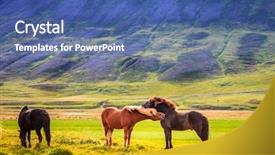  Presentation with ponies and girls - Colorful PPT layouts enhanced with herding behavior - group of icelandic ponies backdrop and a ocean colored foreground