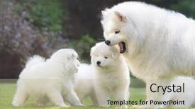  Presentation with shining light - Audience pleasing PPT theme consisting of herding behavior - samoyed dog dog mother backdrop and a mint green colored foreground