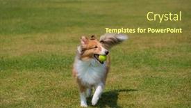  Presentation with green lawn - Colorful presentation enhanced with herding-dog-play-ball backdrop and a tawny brown colored foreground