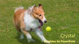  Presentation with green lawn - Audience pleasing presentation theme consisting of herding-dog-play-ball backdrop and a tawny brown colored foreground