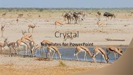  Presentation with national - PPT theme enhanced with herds-of-springbok-antelopes background and a mint green colored foreground