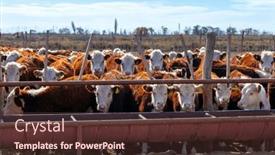  Presentation with cattle - Theme with hereford-cattle-farm-bovine-meat background and a tawny brown colored foreground