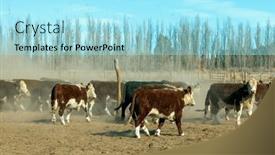  Presentation with cattle - Presentation theme featuring hereford-cattle-farm-bovine-meat background and a arctic colored foreground