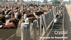  Presentation with cattle - Presentation design consisting of hereford-cattle-farm-bovine-meat background and a gray colored foreground