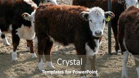  Presentation with cattle - Slides having hereford-cattle-farm-bovine-meat background and a gray colored foreground