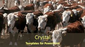  Presentation with cattle - Presentation enhanced with hereford-cattle-farm-bovine-meat background and a tawny brown colored foreground