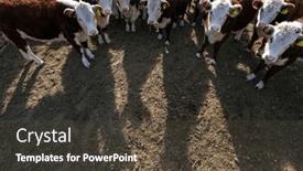  Presentation with cattle - PPT layouts featuring hereford-cattle-farm-bovine-meat background and a tawny brown colored foreground