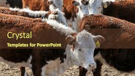  Presentation with cattle - PPT theme consisting of hereford-cattle-farm-bovine-meat background and a tawny brown colored foreground