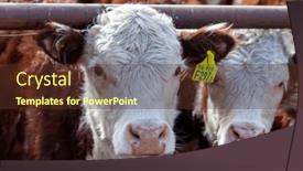  Presentation with cattle - Theme enhanced with hereford-cattle-farm-bovine-meat background and a tawny brown colored foreground
