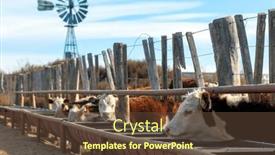 Presentation with cattle - Presentation design featuring hereford-cattle-farm-bovine-meat background and a tawny brown colored foreground